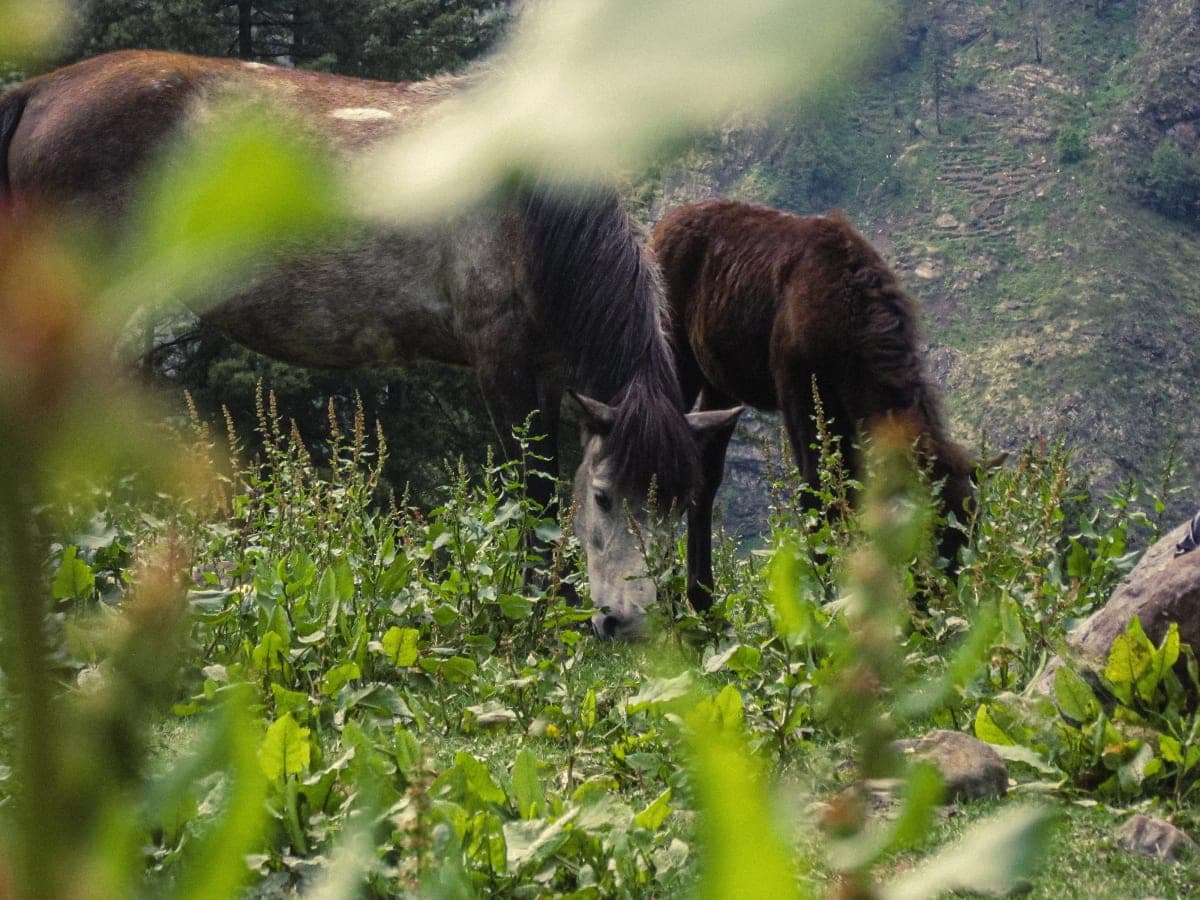 Couple of horses eating grass in Himachal Pradesh.