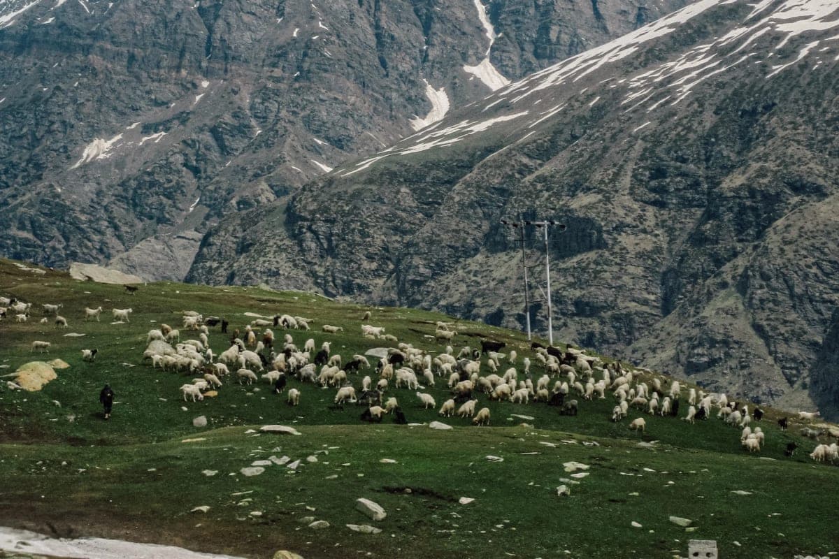 A bunch of sheep being herded in Sissu, Himachal Pradesh. Shot on Canon IXUS 120.