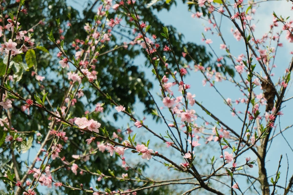 A tree with pretty pink flowers.